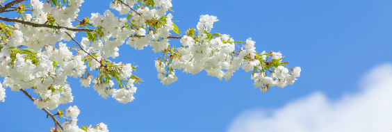 Blomstrende træ mod blå himmel